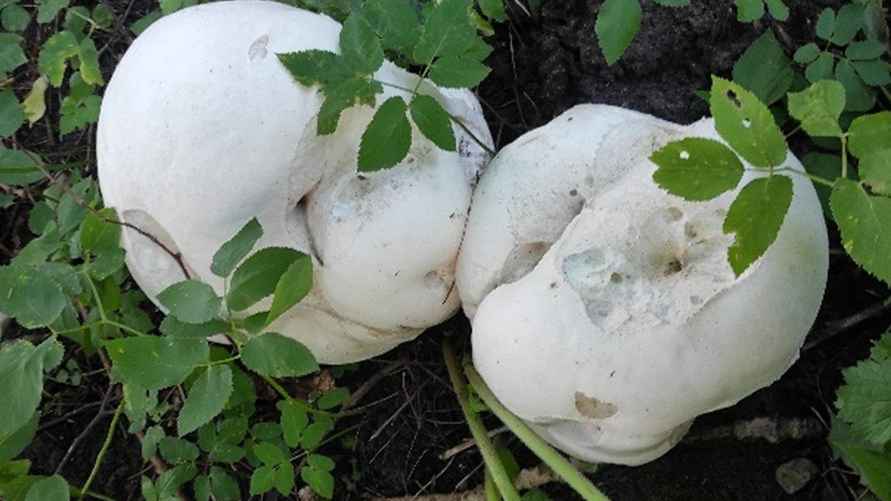 Головач гигантский / Фото: Институт экспериментальной ботаники НАН Беларуси