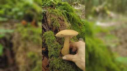 «Всю большую кастрюлю выкинула» — Белоруска показала «боровик», из-за которого можно выбросить все сваренные грибы. Как отличить?