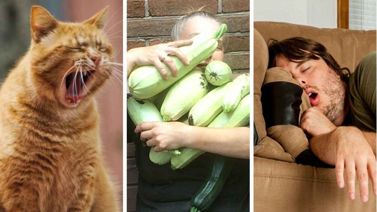 День кошек, лентяев и подаренных кабачков. Какие праздники могут отметить белорусы на этой неделе?