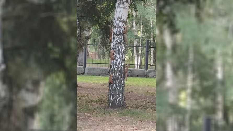 "Всё, сегодня больше не пью" - Видео с "шабашем белок" набрало почти 400 тыс просмотров в TikTok