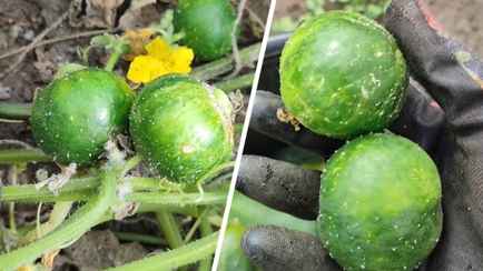 «Белорусский арбурец» — Пользовательница TikTok показала странный урожай с грядки. Что за плоды?