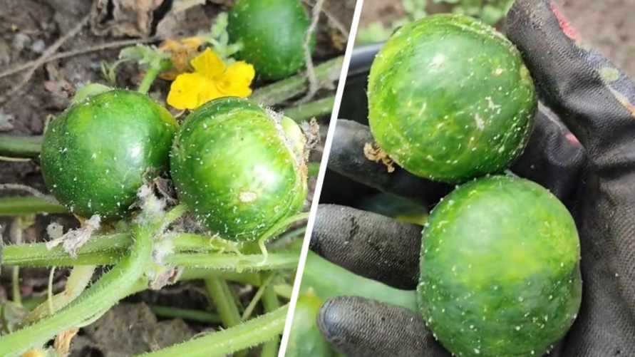 "Белорусский арбурец" - Пользовательница TikTok показала странный урожай с грядки. Что за плоды?