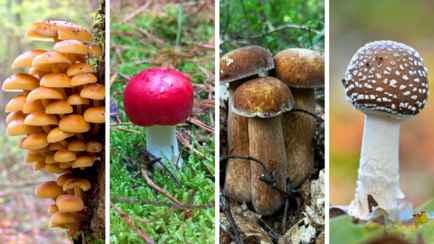 Этот тест на знание грибов проваливают даже опытные грибники. Сможете ли вы отличить съедобные?