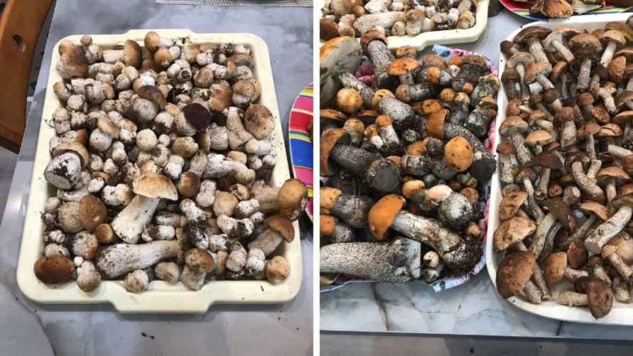 Фото: "Грибы: Грибные войска Беларуси"