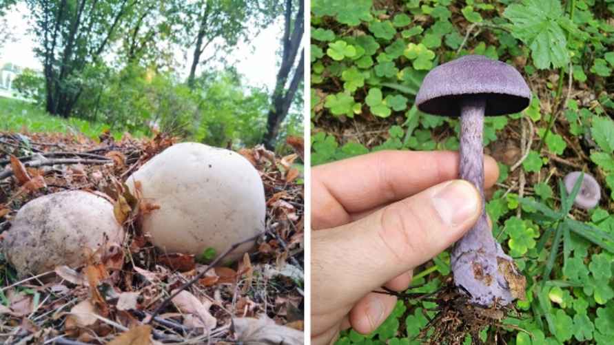 Фото: паблик "Грибы: Грибные войска Беларуси"