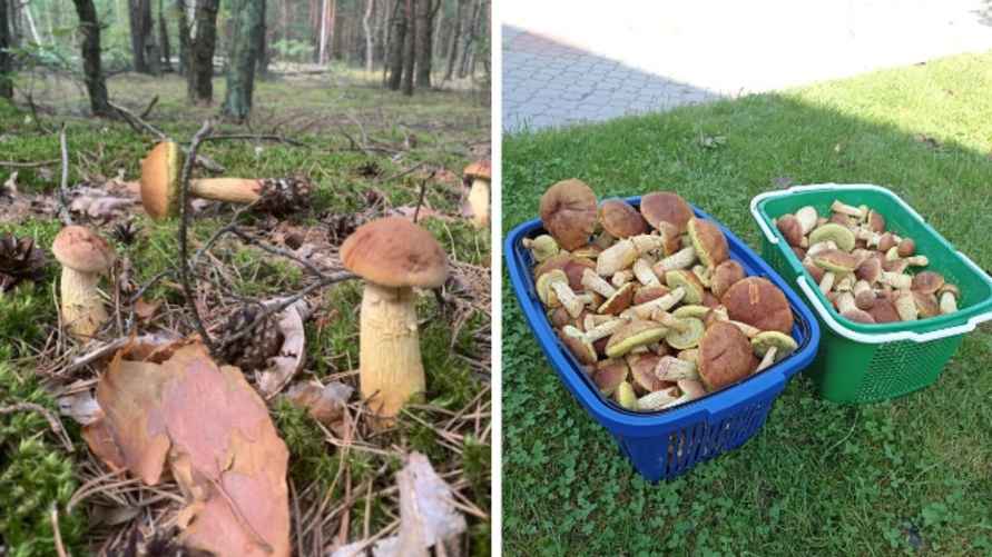 Фото: паблик "Грибы: Грибные войска Беларуси"