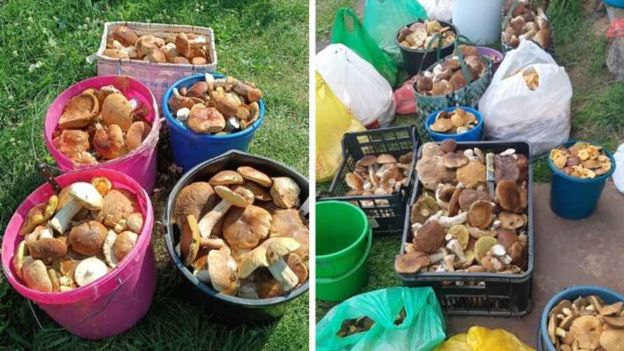 Фото урожаев в Слуцком и Рассонском районах за 18 августа. Фото: паблик "Грибы: Грибные войска Беларуси"