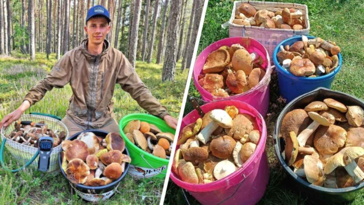 Волна рыжиков, опят и "яйца динозавра". Белорусы показали, что находили в лесах в последние дни