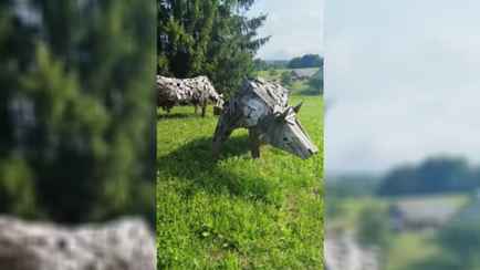 «Ночью с лосями перепутать можно» — Белоруска показала необычные скульптуры коров под Брасловом