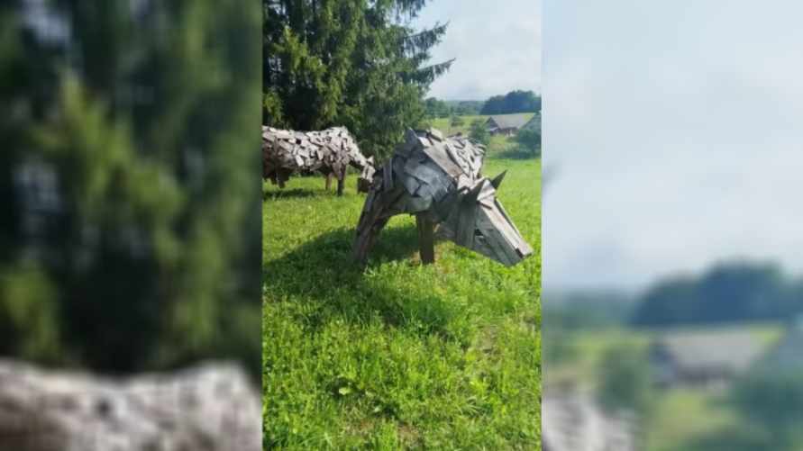 "Ночью с лосями перепутать можно" - Белоруска показала необычные скульптуры коров под Брасловом