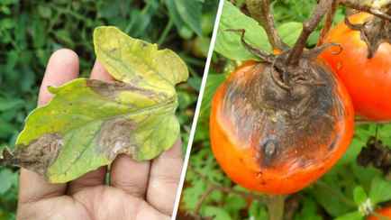 Эта пятнистая болезнь поражает помидоры в августе. Вот какие 3 домашних продукта спасут урожай