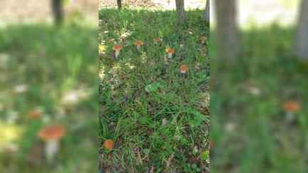 «Чуть сознание не потеряла» — Грибник поделился видео грибного «Клондайка». Но для белорусов есть плохие новости