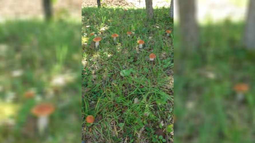 "Чуть сознание не потеряла" - Грибник поделился видео грибного "Клондайка". Но для белорусов есть плохие новости