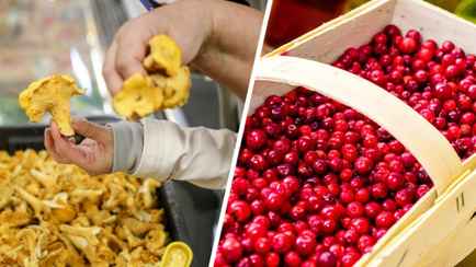 Где купить лисички за 3 рубля/л? Белорусы обрушили цены на ягоды и грибы