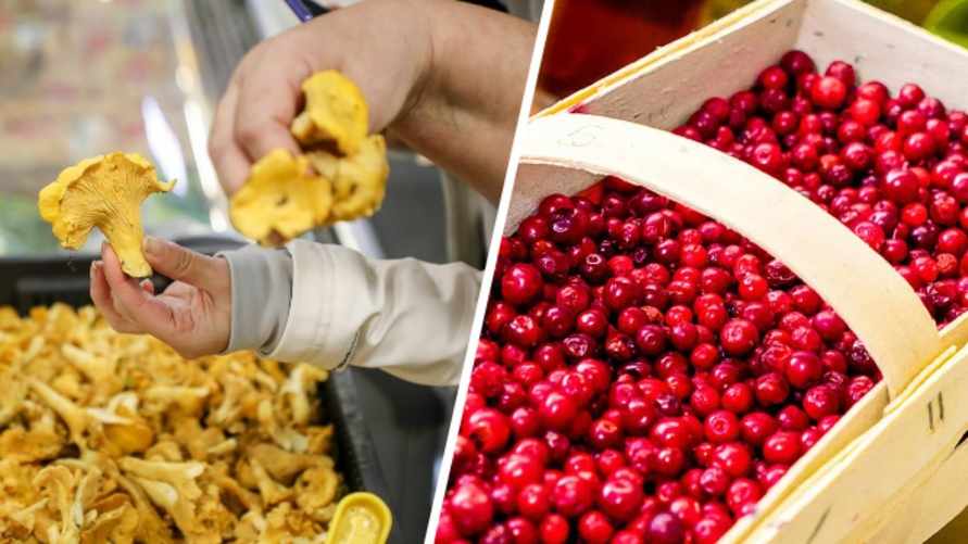 Где купить лисички за 3 рубля/л? Белорусы обрушили цены на ягоды и грибы