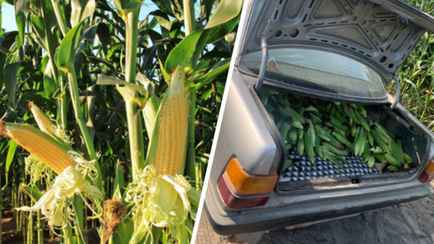 Штраф до 1200 рублей. В МВД показали, как ловят белорусов на колхозных полях кукурузы