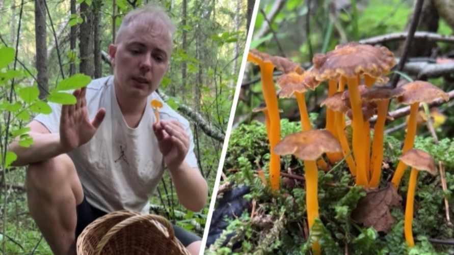 В Беларуси нашли редкий вид лисички, который по вкусу напоминает кальмара. Как приготовить?