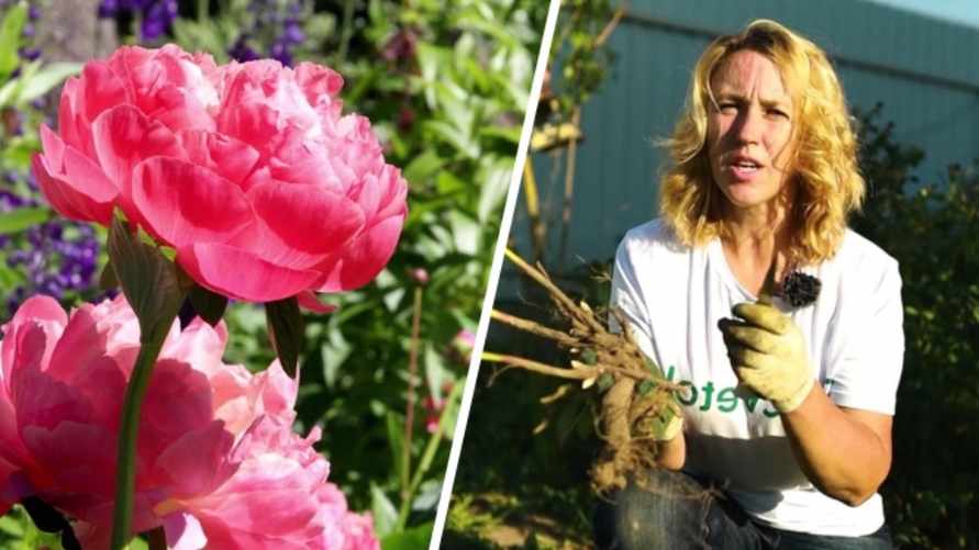 Как пересадить пионы в августе? Эксперт рассказала, что положить под куст, чтобы пышно цвели весной