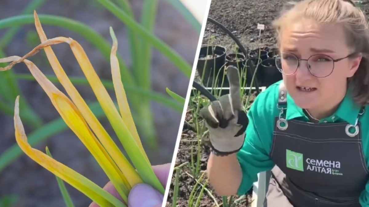 Почему пожелтели перья лука? Эксперт назвала 3 причины и 4 способа справиться с проблемой