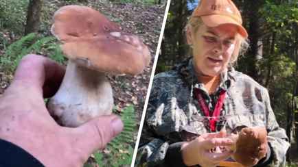 «Боровиком можно отравиться» — Белорусский грибник показала, когда нельзя собирать даже крепкие белые без червей