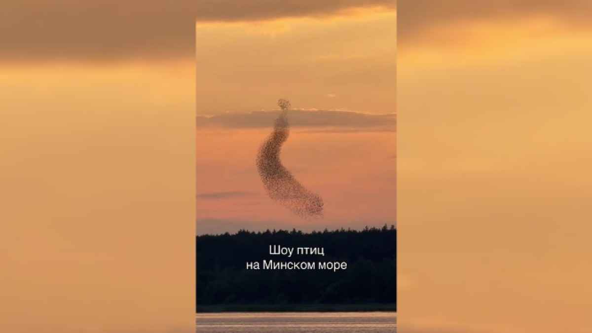 "Это не спецэффекты" - Белорус снял на видео "шоу птиц" над Минским морем. Что это было?