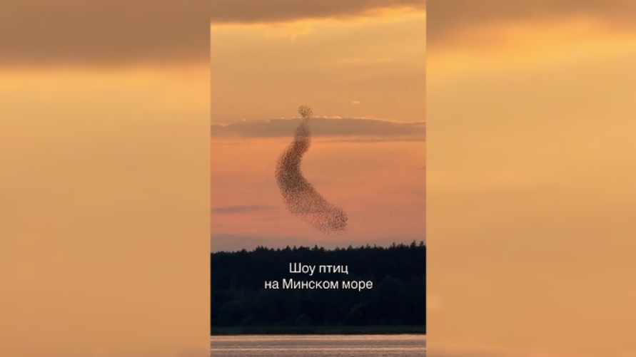 "Это не спецэффекты" - Белорус снял на видео "шоу птиц" над Минским морем. Что это было?
