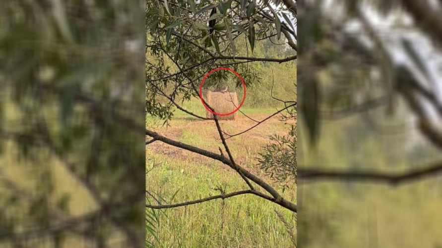 "Закройте этот портал" - Под Витебском заметили животное, похожее на рысь