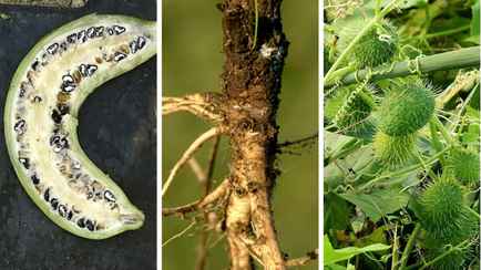 Эти 11 популярных среди белорусов овощей и фруктов раньше выглядели совсем по-другому. Сможете угадать огурец, яблоки и капусту?