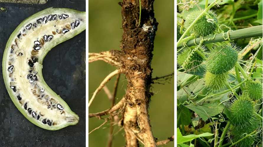 Эти 11 популярных среди белорусов овощей и фруктов раньше выглядели совсем по-другому. Сможете угадать огурец, яблоки и капусту?