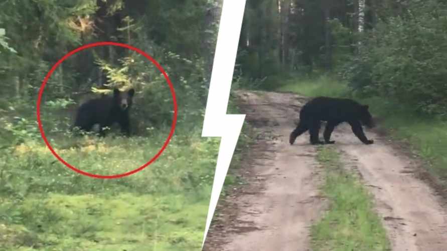 "Вы серьёзно? Мы там грибы собираем!" - Под Логойском заметили медведя