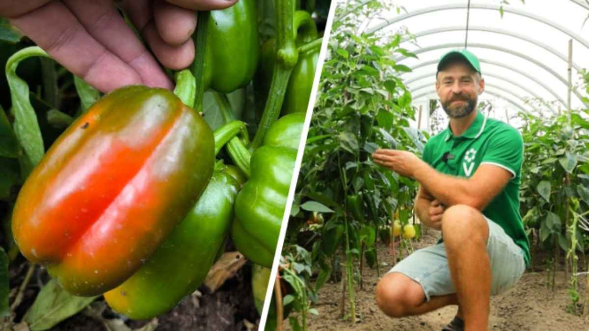Как ускорить созревание перцев в августе? Эксперт рассказал, как в этом помогут ножницы