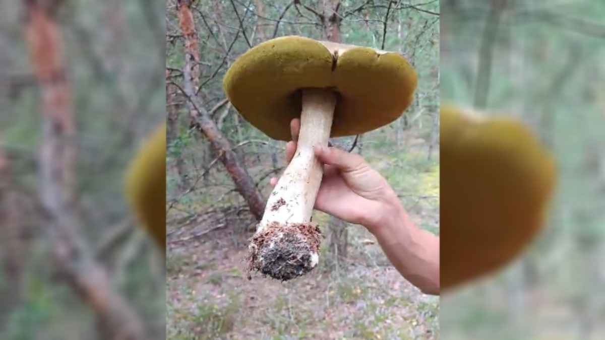 "Чернобыль в действии" - Под Минском грибники нашли "боровик-великан"