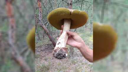 «Чернобыль в действии» — Под Минском грибники нашли «боровик-великан»