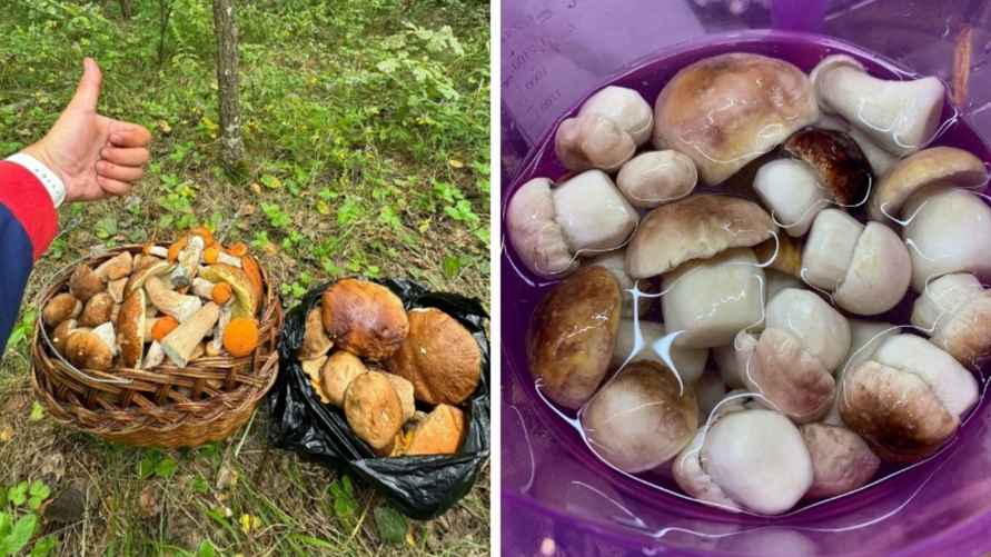 Фото: "Грибы: Грибные войска Беларуси"