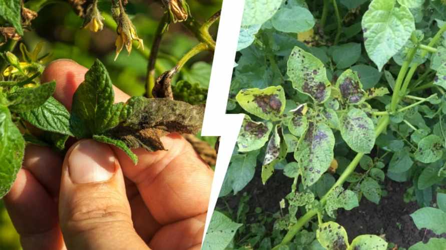В Польше болезни напали не только на огурцы, но и на картошку и помидоры. Белорусам приготовиться?