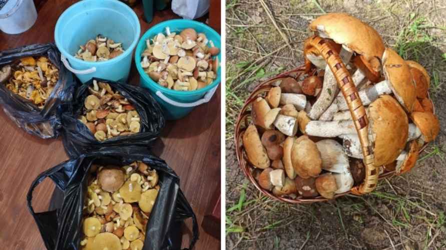 Фото: «Грибы: Грибные войска Беларуси»