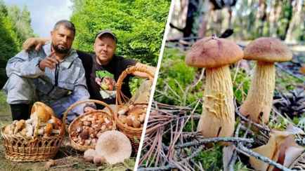 «Белый прёт массово» — Белорусы похвастались полными корзинами боровиков с выходных. Много червивых?