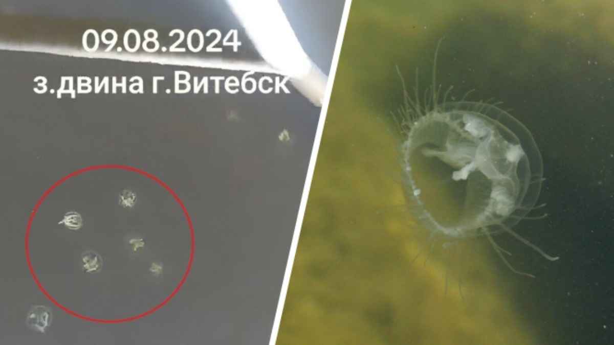 "Скоро акулы и крокодилы появятся" - На Витебщине в реке заметили медуз