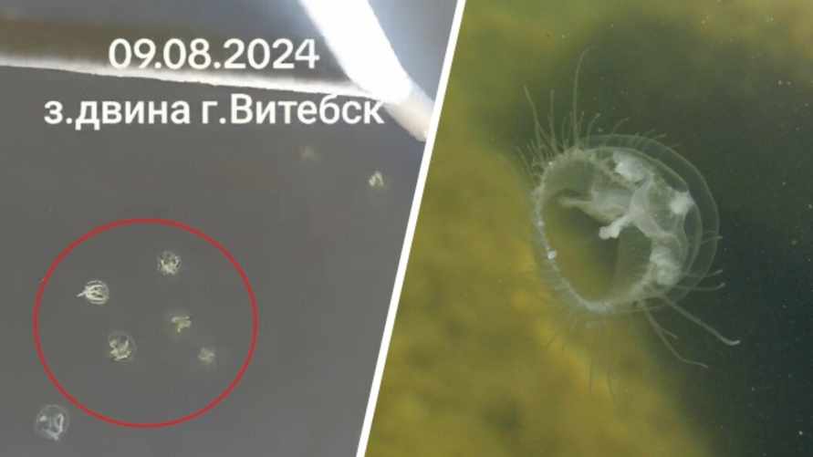 "Скоро акулы и крокодилы появятся" - На Витебщине в реке заметили медуз