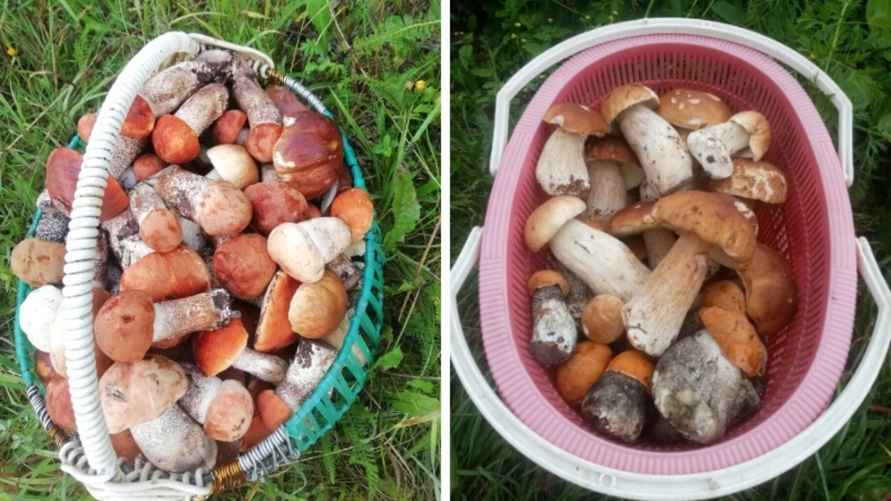 Фото: "Грибы: Грибные войска Беларуси"