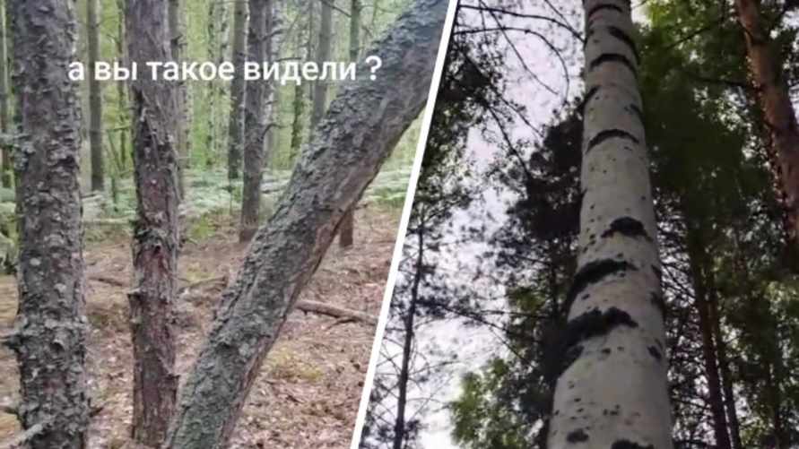 "А это законно?" - Жительница Гомеля показала в TikTok сосну, которая "ощущает себя берёзой"
