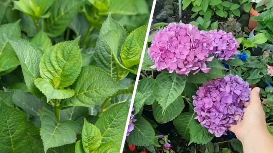 Почему гортензия не хочет цвести? Полейте растение этим домашним раствором - и засидевшийся куст "проснётся"