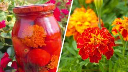 Зачем добавлять бархатцы при мариновании помидоров? Эта закатка на зиму стала хитом в TikTok