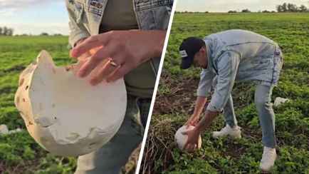 В TikTok показали гриб, который напоминает «гигантскую моцареллу». Что это за вид и можно ли найти в Беларуси?