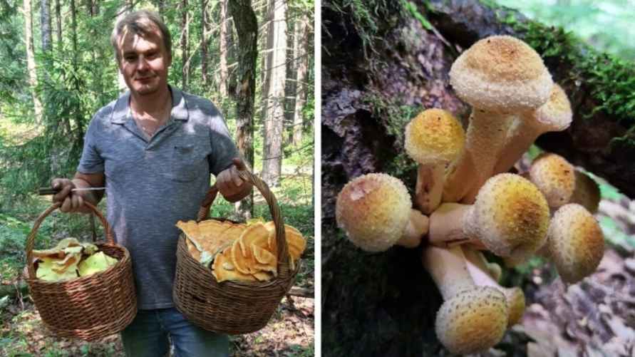 Фото: паблик "Грибы: Грибные войска Беларуси"