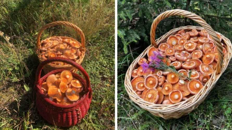 Фото: паблик "Грибы: Грибные войска Беларуси" и Александра Горбацевича