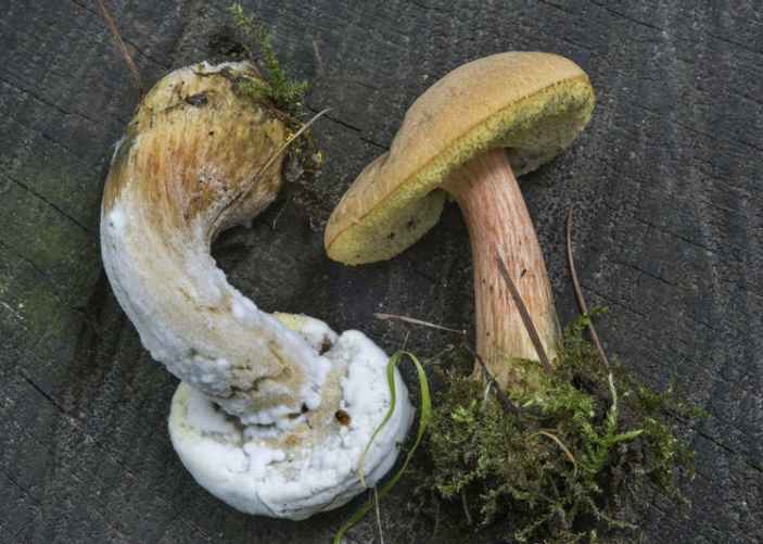 Поражённый гипомицесом золотистоспоровым моховик. Фото: mushrooms.su,