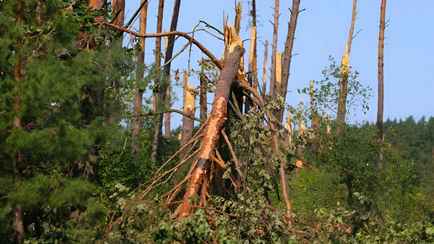 Лукашенко приказал спасти «пустующие клочки» под Мозырем. Кого из белорусов решил привлечь?