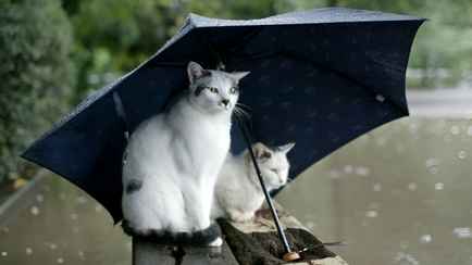 Синоптики пообещали дожди и грозы с похолоданием до +9. Когда в Беларусь придёт «погожий антициклон с Европы»?