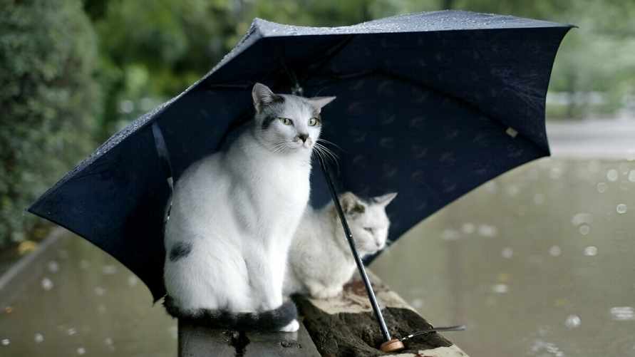 Синоптики пообещали дожди и грозы с похолоданием до +9. Когда в Беларусь придёт "погожий антициклон с Европы"?